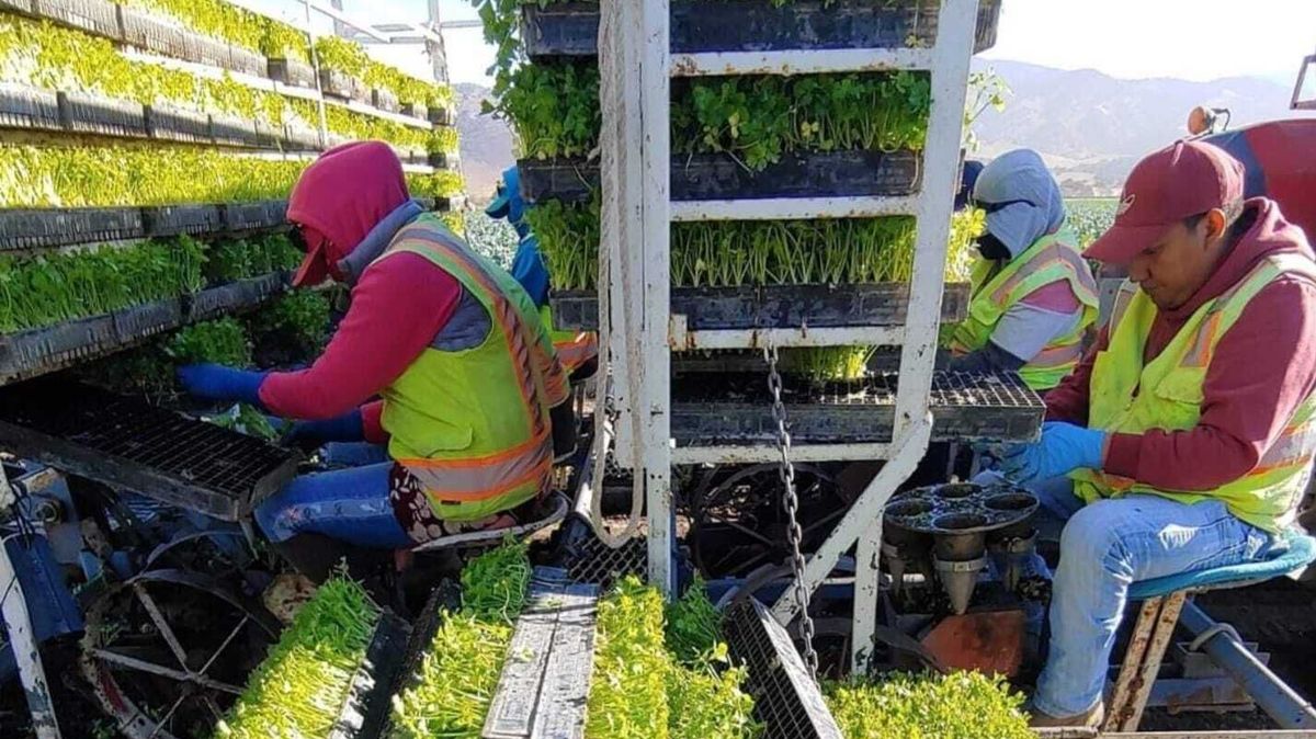 Imigranti mizí ze Spojených států a farmáři těžce strádají